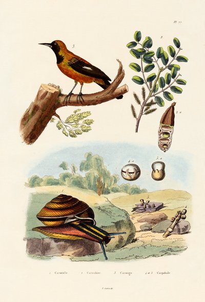 カタツムリ、1833-39 作： French School